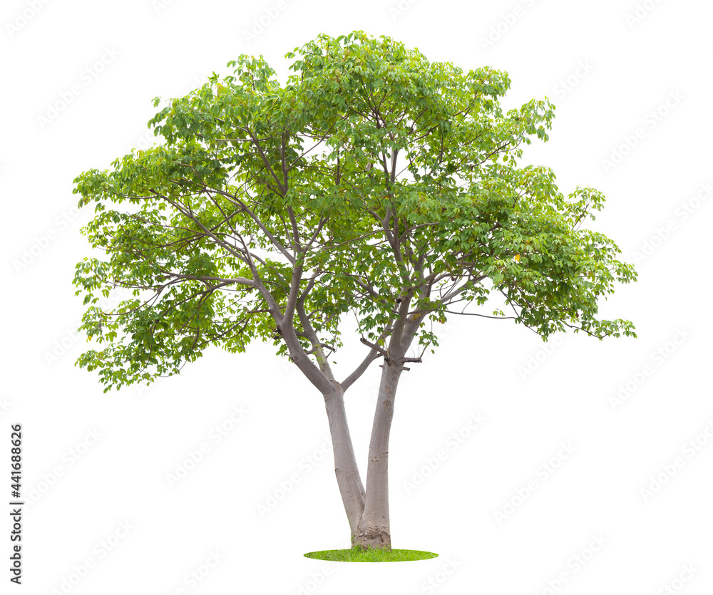 The freshness big green tree isolated on white. The freshness big green tree isolated on white.