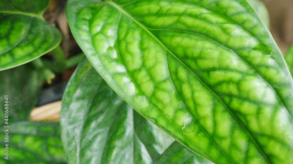 Close up golden pothos in garden. Close up golden pothos in garden.