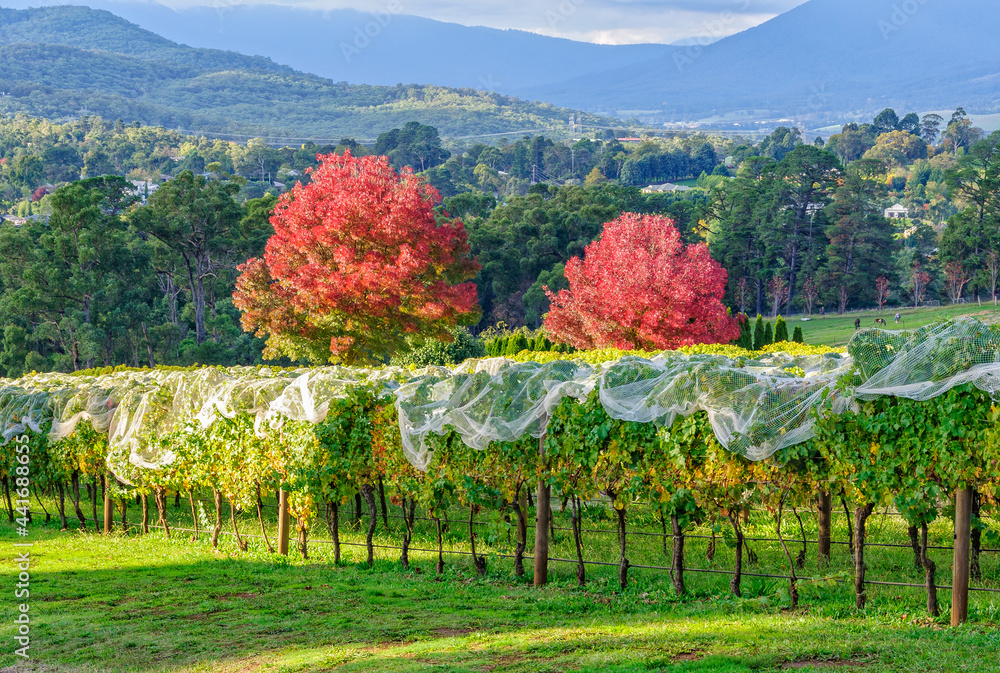 Obraz premium Vineyard of Seville Hill Winery in autumn - Seville, Victoria, Australia