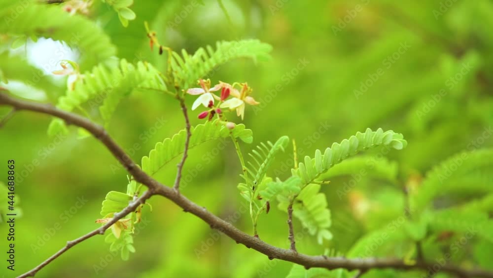 Beautiful wind blowing tamarind leaves in soft focus and tree blur background concept. Beautiful wind blowing tamarind leaves in soft focus and tree blur background concept.