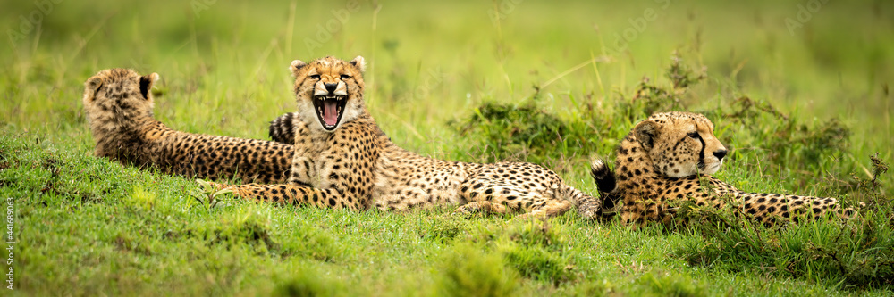 Panorama of three cheetahs lying on grass Panorama of three cheetahs lying on grass