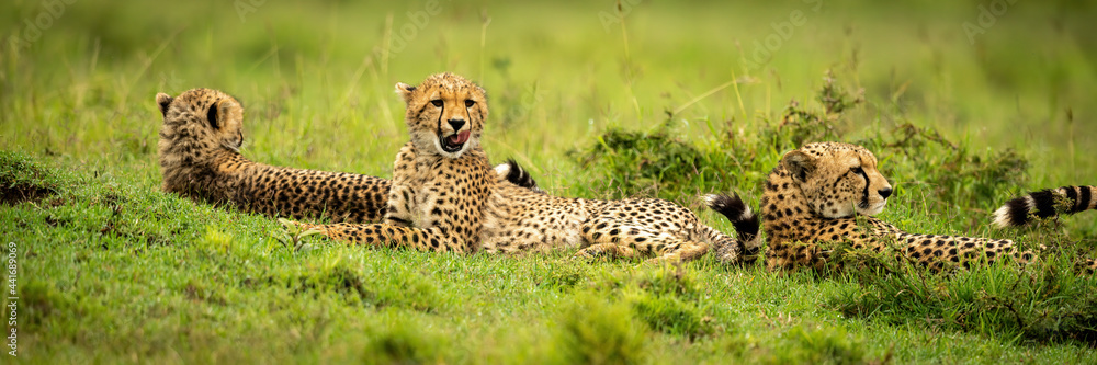 Panorama of three cheetahs lying in savannah Panorama of three cheetahs lying in savannah