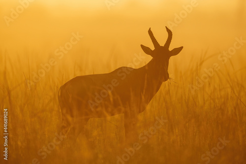 Silhouette of topi standing in long grass