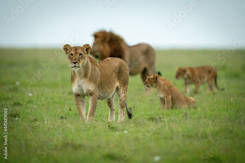 Pride of lions stand and sit together