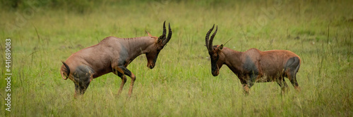 Panorama of male topis fighting in grass photo