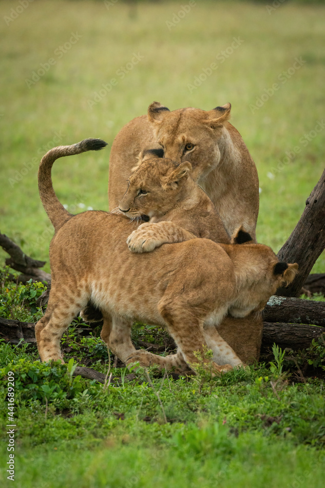 Lioness watches lion cubs playing beside logs Lioness watches lion cubs playing beside logs