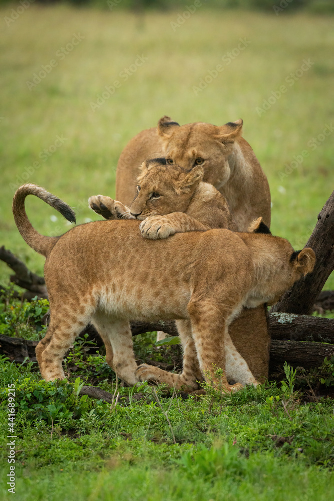 Naklejka premium Lioness watches lion cub jump on another