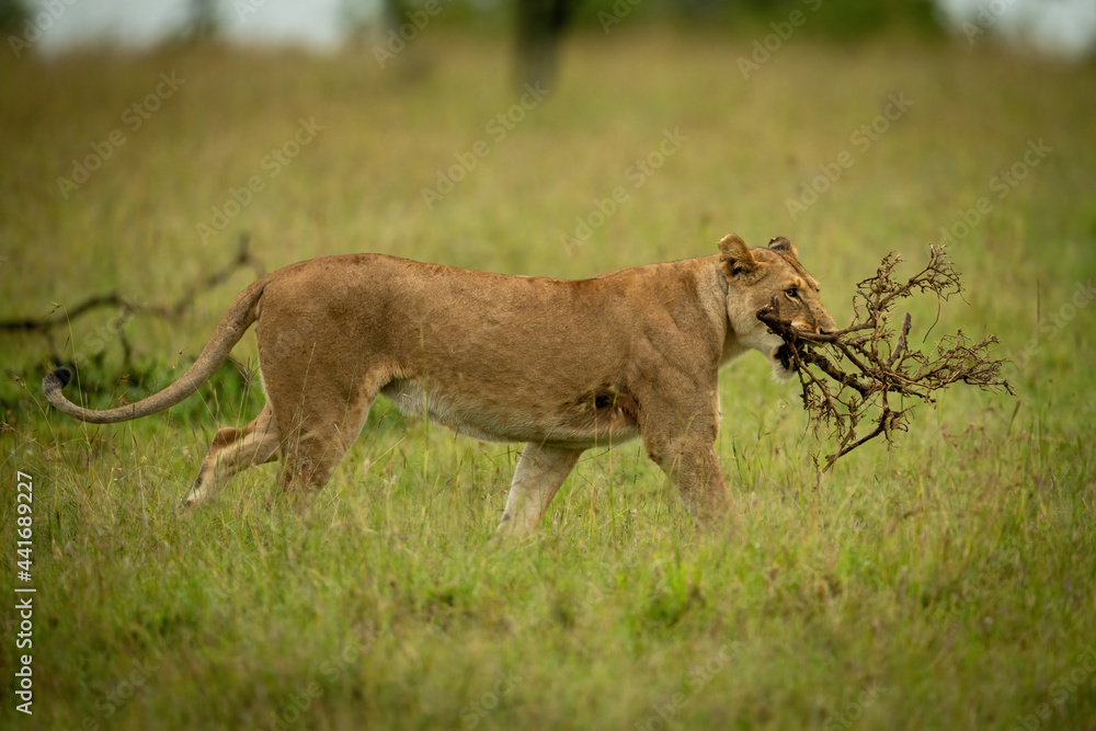 Lioness walks through long grass carrying branch Lioness walks through long grass carrying branch