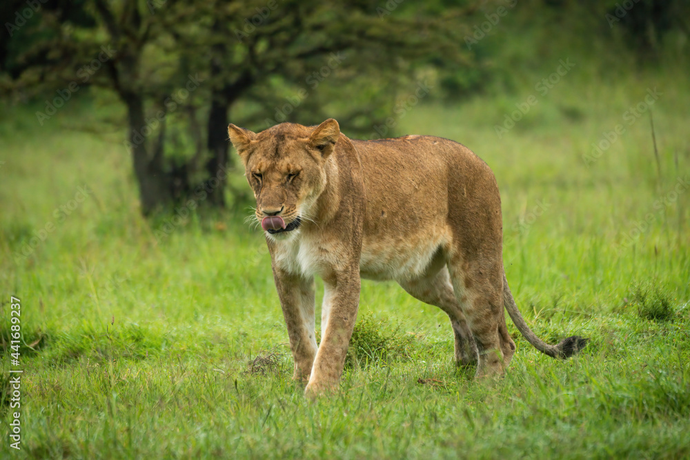 Lioness walks across short grass licking lips Lioness walks across short grass licking lips