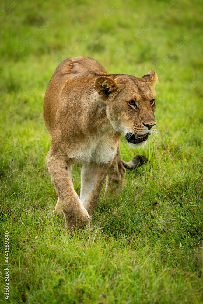 Lioness walks in short grass lifting paw Lioness walks in short grass lifting paw