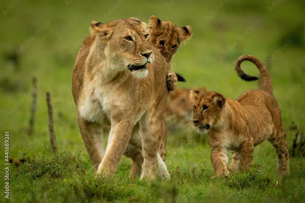 Lioness stands playing with cubs in grass Lioness stands playing with cubs in grass