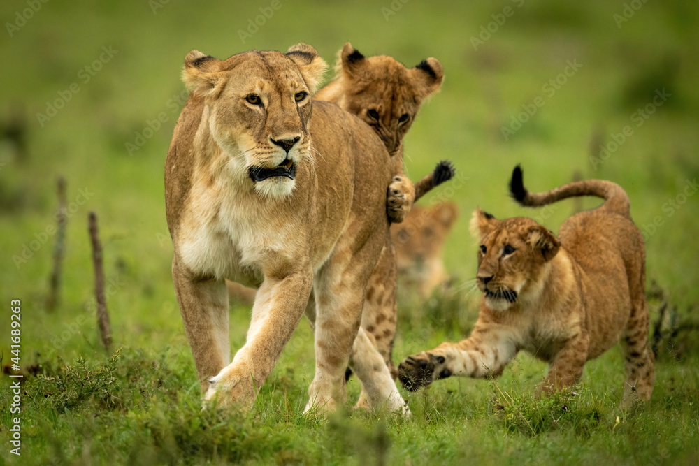 Lioness stands playing with cubs on grass Lioness stands playing with cubs on grass