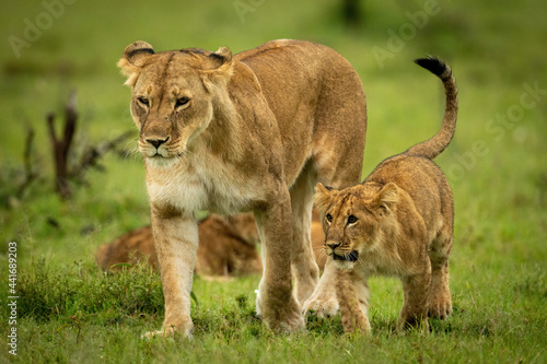 Lioness with cub cross grass in step