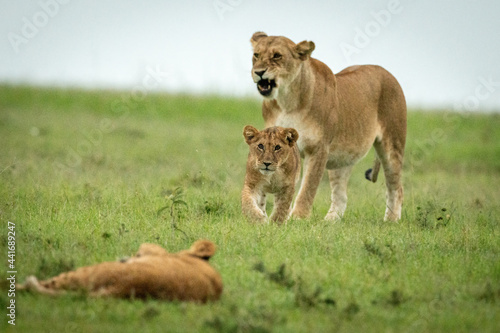 Lioness stands yawning as cub approaches another