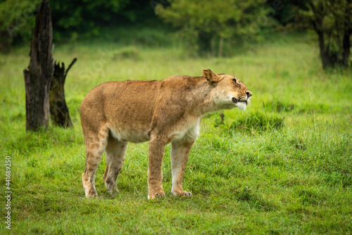 Photography Lioness stands shaking head near tree stump
