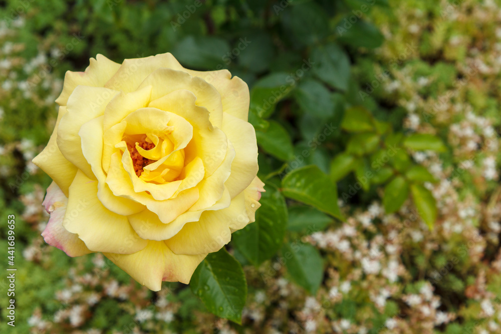 Bud of white rose with blurred green natural background. Bud of white rose with blurred green natural background.