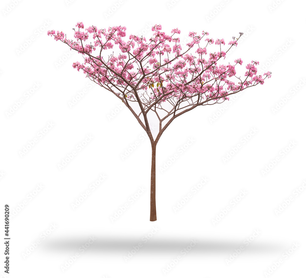 Obraz premium Pink flower blooming tree isolated on white background