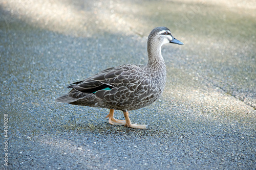 the Pacific black duck is walking on a gravel path
