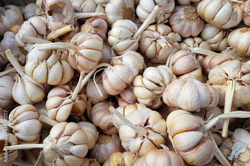 close up of fresh garlic