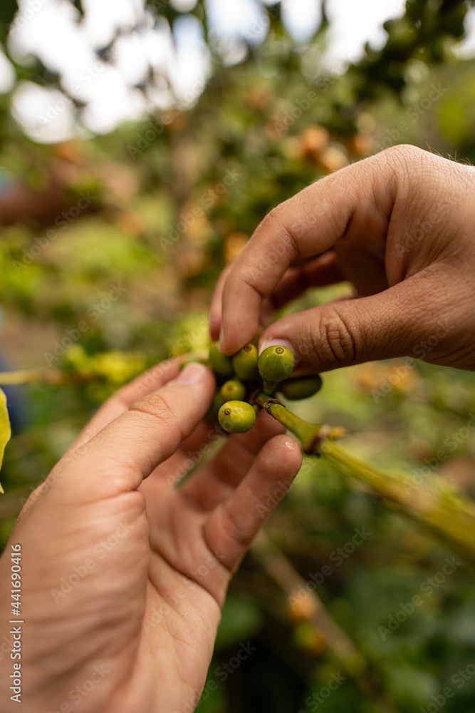 hands selecting coffee beans at the harvesitng hands selecting coffee beans at the harvesitng