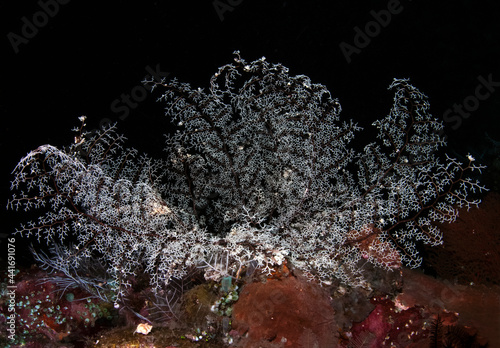 A giant Basket Star in the night. Underwater world of Tulamben, Bali, Indonesia. photo