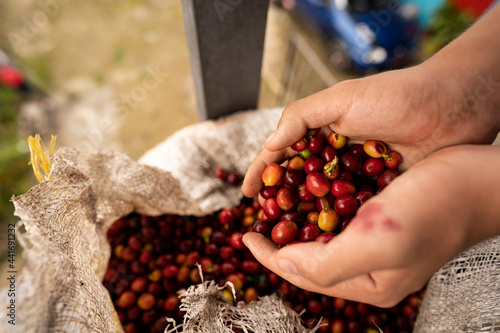 coffee beans not processed on hands