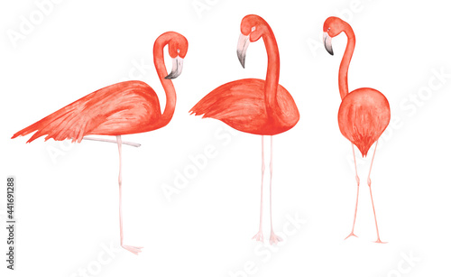 Set of 3 watercolor flamingos isolated on a white background. Hand-drawn pink tropical birds clipart. Cute illustration of exotic animals for your design. Colorful flamingos concept. Beautiful print. © Nadja