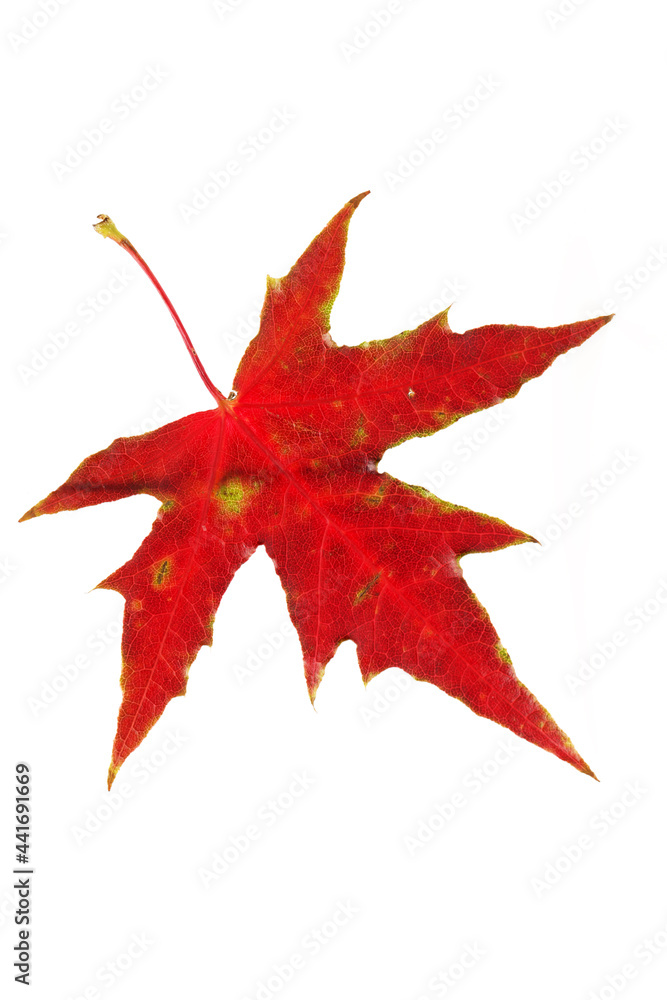 Fototapeta premium Red maple leaf isolated on white background 