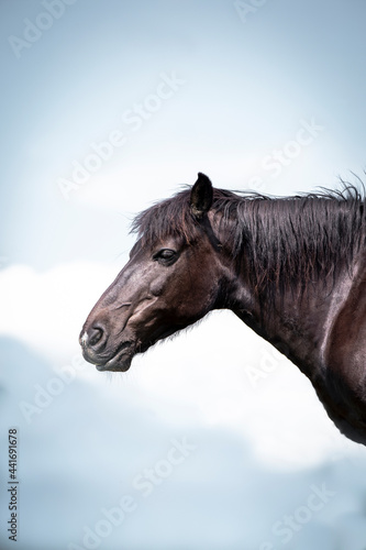 Black Horse Profile Head Portrait Pictures.