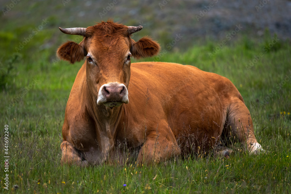 Cows grazing in field in afternoon in countryside. Greek rural landscape with free range cattle grazing in a pasture. Cows grazing in field in afternoon in countryside. Greek rural landscape with free range cattle grazing in a pasture.