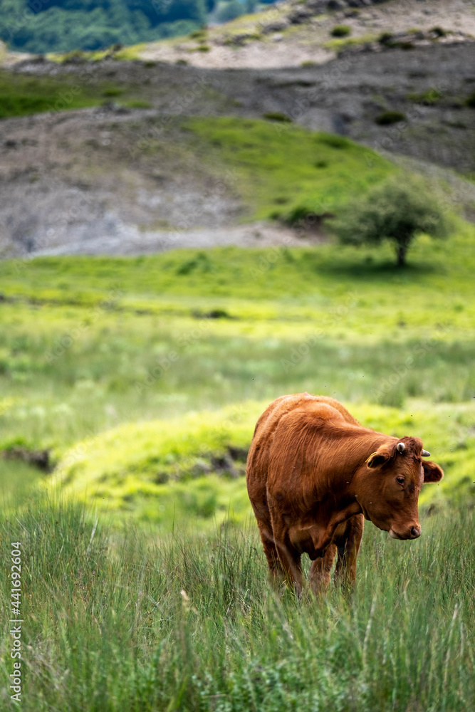 Cows grazing in field in afternoon in countryside. Greek rural landscape with free range cattle grazing in a pasture. Cows grazing in field in afternoon in countryside. Greek rural landscape with free range cattle grazing in a pasture.