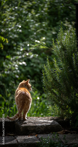 Adult cat from behind standing in nature. Cat is watching his prey on twilight.