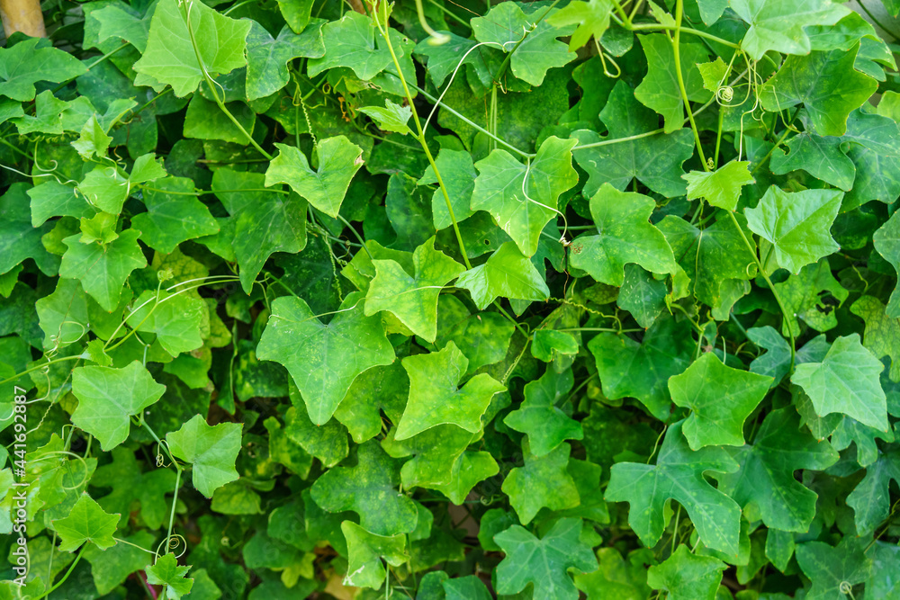 Coccinia grandis plant. It is one of the ingredients of many Thai cuisines.