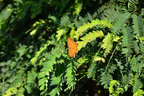 Wallpaper Mural leaves in the forest Torontodigital.ca