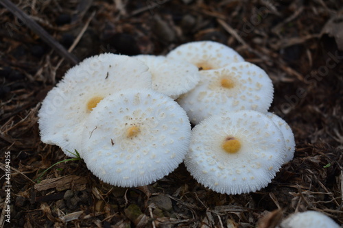 Wallpaper Mural mushrooms in the forest Torontodigital.ca