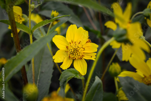 Wallpaper Mural yellow flowers in the garden Torontodigital.ca