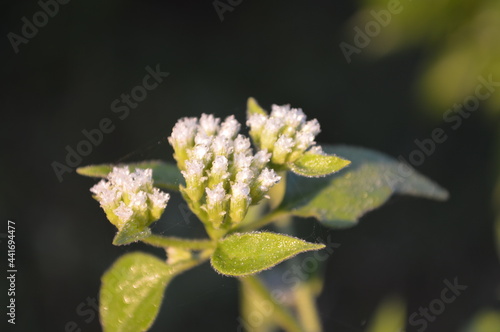 Wallpaper Mural flower of a flower of a potato Torontodigital.ca
