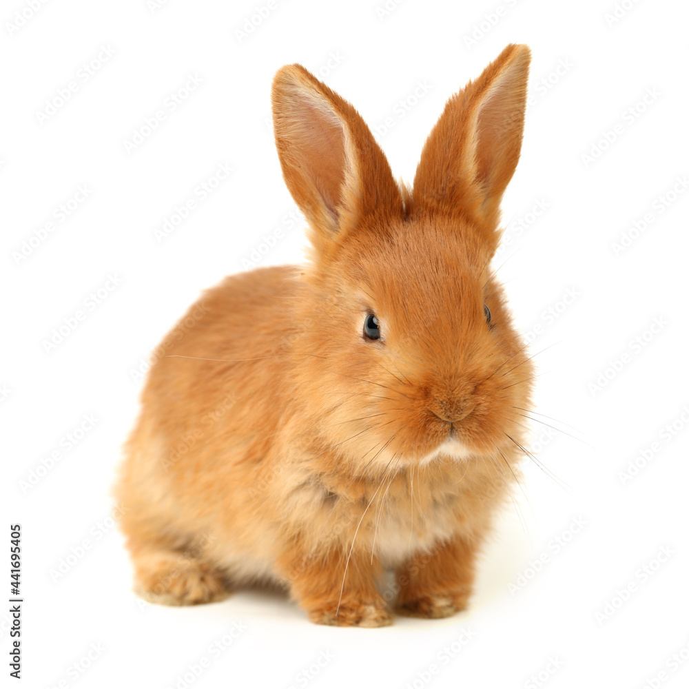 Fototapeta premium Baby of orange rabbit on white background