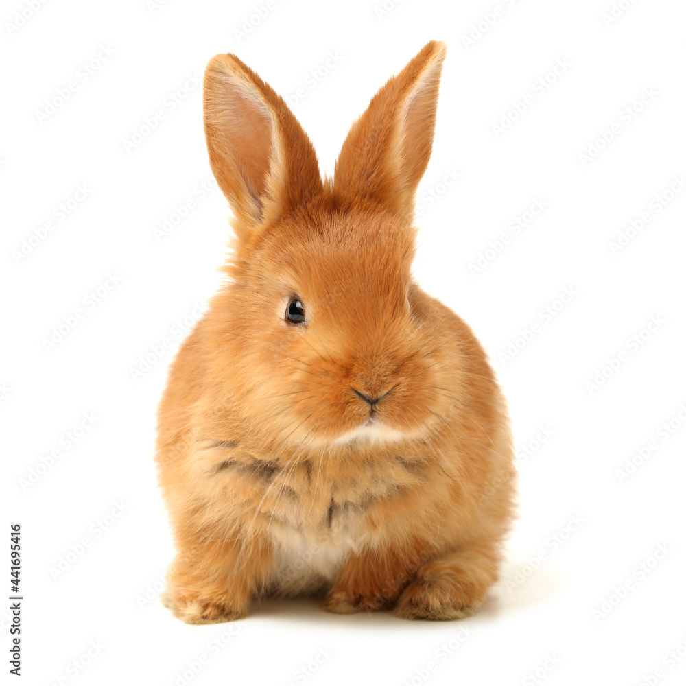 rabbit isolated on white