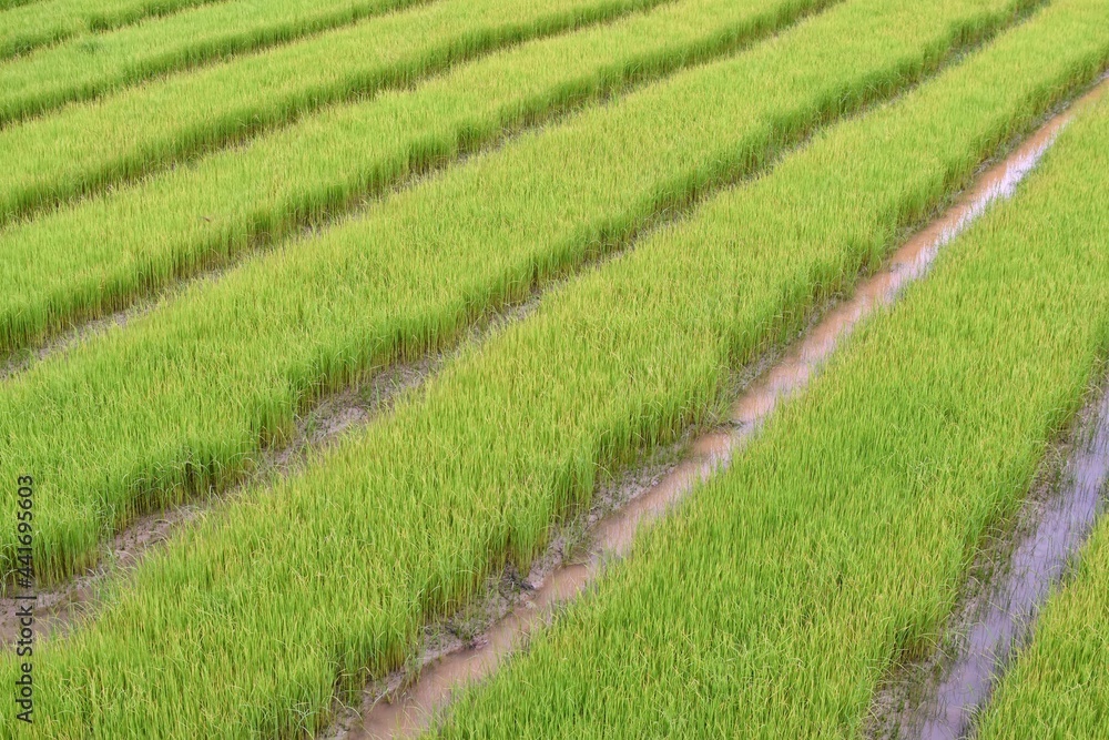 Rice fields arranged in rows, orderly and beautiful. Located in the north of Thailand. Rice fields arranged in rows, orderly and beautiful. Located in the north of Thailand.