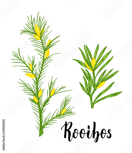 Rooibos tea plant, leaf, flower. Branch of rooibos Hand drawn color sketch illustration, line art. African rooibos tea, hot drink. Herbal tea. Isolated on white background