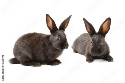 rabbit on a white background 