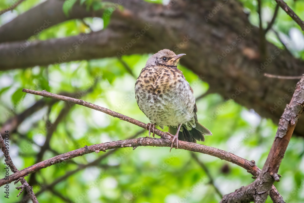 A fieldfare chick, Turdus pilaris, has left the nest and is sitting on a branch. A chick of fieldfare sitting and waiting for a parent on a branch.