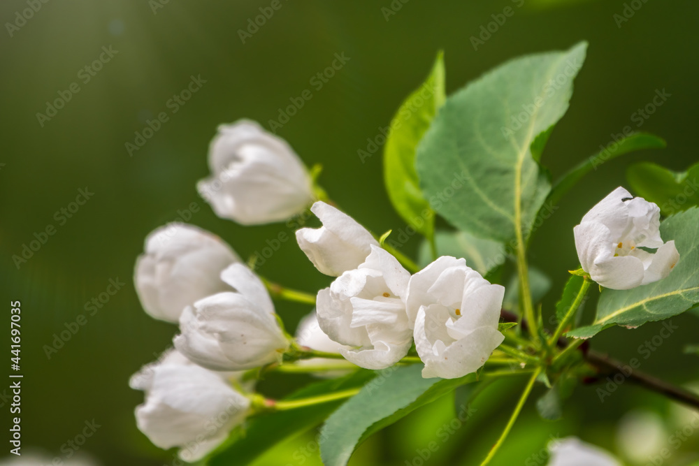 White blossoming apple trees. White apple tree flowers White blossoming apple trees. White apple tree flowers