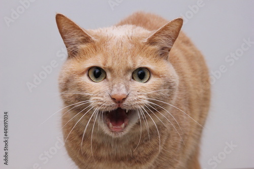 An angry red cat with an open mouth showing its teeth and looking directly into the camera. A dangerous pet.