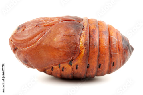 Canvas-taulu chrysalis silkworm ,silk worm cocoon on white background