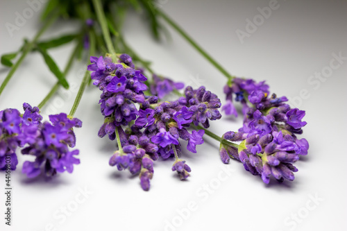 Macro studio shot of sprigs of purple English lavender  lavandula angustifolia  flower bud stems on white background with copy space