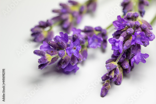 Macro studio shot of sprigs of purple English lavender (lavandula angustifolia) flower bud stems on white background with copy space