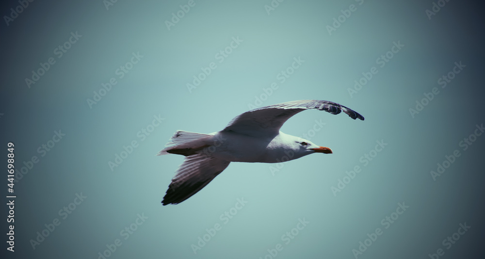 Obraz premium seagull in flight