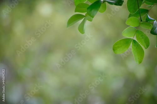 Green leaf for nature on blurred background. © Tarnun